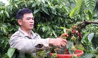 Developing coffee zones in Dak Lak province 