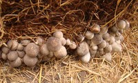 Dong Thap farmers make fortune growing straw mushrooms
