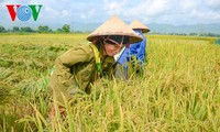 Vietnam applies SRP rice production standards to increase competitiveness