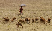 Humid heat waves in Southern Asia likely to kill even healthy people