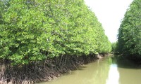 Mangrove co-management model helps restore forest belt along coast line