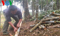 Cinnamon trees secure stable income for Bao Yen people 