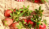 Farmers getting rich growing strawberries in Son La