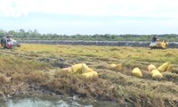 Spring in Bac Lieu province’s rice-shrimp fields 