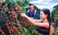 越南咖啡出口面向可持续发展