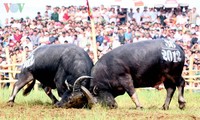 涂山斗水牛节被列入国家级非物质文化遗产