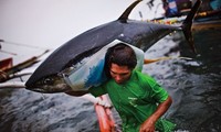 越南提高金枪鱼产品价值的措施