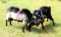 独特的穆庚寨传统斗山羊