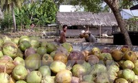 越南茶荣省干椰子价格一路上涨