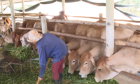 越南南方槟知省黄牛价格创近5年最低