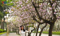 Hoa Ban blossoms prettify Hanoi streets