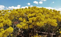 Bao Loc city sees stunning yellow-flamboyant flowers in full bloom