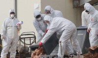 Le Japon a enregistré des cas de grippe aviaire H5N6