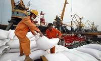 Le Vietnam pourrait exporter 6,5 millions de tonnes de riz en 2018 
