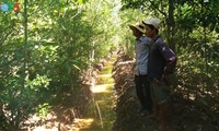 Soc Trang : planter des forêts littorales pour mieux s’adapter au changement climatique
