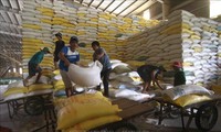 Premier semestre: Hausse de près de 18% des exportations de riz