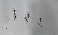 Des moustiques porteurs du virus du Nil occidental découverts près de Tel-Aviv