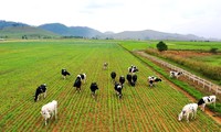Le Vietnam souhaite adapter sa filière élevage au changement climatique
