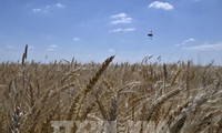 Un accord sur l’exportation des céréales signé entre l’Ukraine et la Russie
