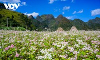 Mùa thu lên Hà Giang “hẹn hò” cùng hoa tam giác mạch