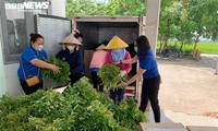 Nông dân Bắc Ninh hái 3.000 mớ rau tặng khu vực bị cách ly