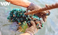 Ngư dân Quảng Nam lặn bắt vẹm xanh tặng khu cách ly