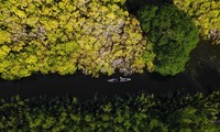 Vẻ đẹp rừng ngập mặn Rú Chá ở Huế mùa thay lá