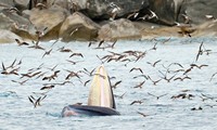 Mãn nhãn chứng kiến cá voi xanh săn mồi ở vùng biển Đề Gi của Bình Định