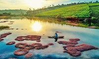 Vẻ đẹp hồ tảo hồng ở Lâm Đồng