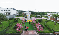 Chiêm ngưỡng cây thông Noel làm từ 100.000 vỏ sò ở Hà Tĩnh
