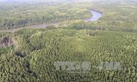 International Day of Forests: FAO calls on Central American countries to protect the “green lung”