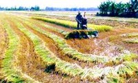 ベトナム各地に広がる「大きな田んぼ作り」プログラム