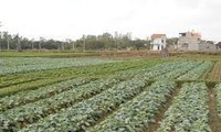 クァンニン省のクァンイエン町の新農村作り