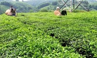 トゥエンクァン省におけるお茶栽培