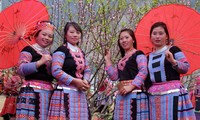 ソンラ省、初めて、桃の花祭りを開催