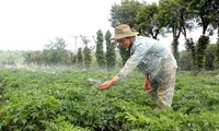 コントゥム省のソダン族の人々、薬草栽培で富を得る