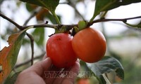 ダラットの柿