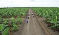「ユニファーム」社のバナナ畑