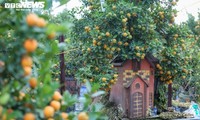 テトの飾り物として栽培された独特な金柑の木