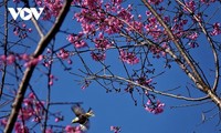 イエンバイ省ムーカンチャイ県の「トーゼイ」花の美しさ