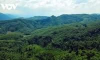 ベトナム、持続可能な森林開発を促進