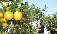 ソンラ省 ECサイトでの農産物の消費を促進