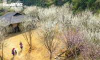 白い梅の花の季節を迎えるタ・バン・チュー村
