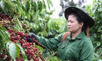 スペイン向けのベトナムコーヒーの　輸出額 100%増