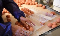EU、ウクライナ産卵に関税適用 輸入抑制へ