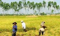 Vietnam aims to preserve rice land for food security