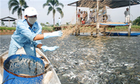 Vietnam's Tra fish comply with international standards