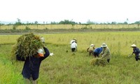 Affirming the role of agriculture in Vietnam’s economy