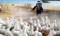 越南与各国合作控制H5N1禽流感疫情