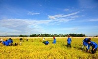 今年头八个月，越南农林水产出口创汇180多亿美元
